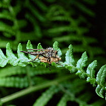 Robber fly {Machimus atricapillus} feeding on moth prey, UK.