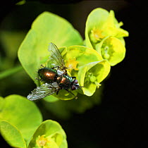 Greenbottle fly {Gymnochaeta viridis} on Spurge, UK.