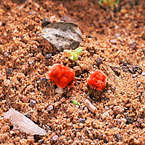 Two Red velvet mites appearing after rain {Trombidiidae} Southern Africa