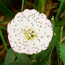 Thrips {Thysanoptera sp} on {Convolvulus sp} flower. UK.