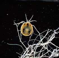 Water mite {Hygrobates sp} amongst dead algae, UK.