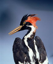 Ivory billed woodpecker specimen - thought to be extinct but seen in Arkansas in 2005