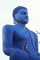 Southern plains grey / Hanuman langur {Semnopithecus dussumieri} sitting on arm of statue of Buddha. Sri Lanka
