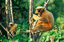 Golden leaf monkey / langur {Presbytis geei} adult male + juvenile, Assam, India