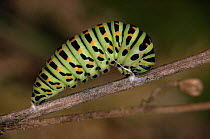 Swallowtail butterfly caterpillar about to pupate {Papilio machaon} Germany