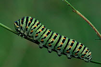 Swallowtail butterfly caterpillar {Papilio machaon} France