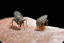 Tsetse flies sucking blood from human {Glossina morsitans} captive, from Africa
