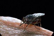 Tsetse fly sucking blood from human {Glossina morsitans} captive, from Africa