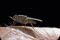 Tsetse fly sucking blood from human {Glossina morsitans} captive, from Africa