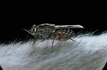 Tsetse fly sucking blood from animal {Glossina morsitans} captive, from Africa