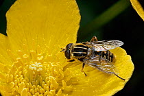 Sunfly / hoverfly {Helophilus pendulus} pollinates Kingcup flower, UK.