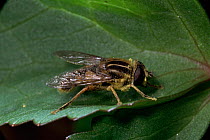 Sunfly / hoverfly {Helophilus pendulus} UK.