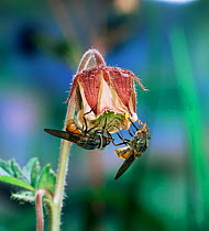 Snout fly / Hoverfly {Rhingia campestris} on Water avens flower, UK.