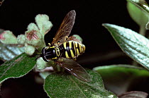 Hoverfly {Chrysotoxum cautum} UK.