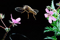 Hoverfly {Syrphus luniger} flies to Storksbill flower, UK.