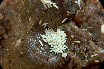Bluebottle / blowfly eggs on rotting meat {Calliphora sp} UK.