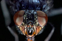 Bluebottle / blowfly portrait {Calliphora sp} UK.