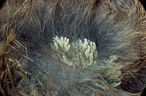 Greenbottle fly eggs {Lucilia sp} on dead Rabbit fur. UK.