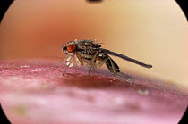 Fruit fly {Drosophila sp} UK.