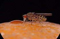 Fruit fly {Drosophila sp} feeding on fruit, UK.