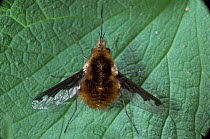 Common bee fly {Bombylius major} with proboscis extended. UK.