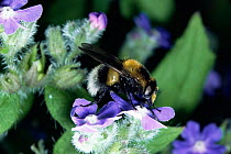 Bumble bee hoverfly {Volucella bombylans} feeding on Alkanet flower, UK.