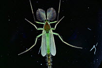 Non-biting midge {Chironomidae} male showing plumed antennae, UK