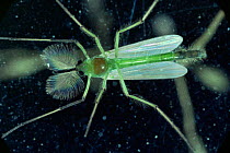 Non-biting midge {Chironomidae} male showing plumed antennae, UK