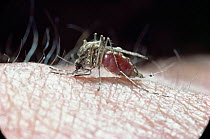 Mosquito {Culiseta / Theobaldia annulata} female feeding on human blood, UK.