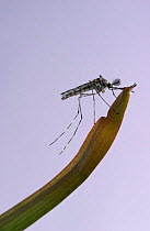 Mosquito {Culiseta / Theobaldia annulata} male, UK.