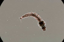 Mosquito larva {Culiseta / Theobaldia annulata} UK.