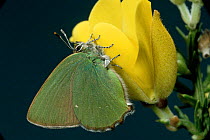 Green hairstreak butterfly {Callophrys rubi} on Gorse flower, UK.