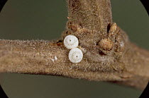 Brown hairstreak butterfly eggs on twig {Thecla betulae} UK.