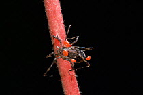 Red spider mites {Acari} on Harvestman {Opiliones} UK.