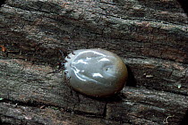 Sheep tick, female engorged with blood after feeding {Ixodes ricinus} UK.