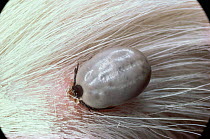 Sheep tick {Ixodes ricinus} sucking blood from dog. UK.