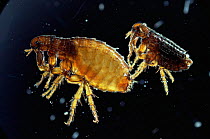Cat fleas {Ctenocephalides felis} UK. Cat fleas can jump 33cm high, far outstretching the jumping capabilities of a human. They would win a silver high jump medal in an animal olympics competition!