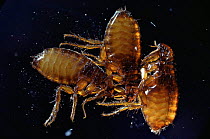 Cat fleas {Ctenocephalides felis} UK