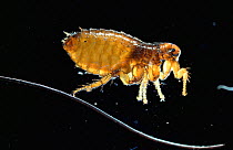 Dog flea {Ctenocephalides canis} UK.