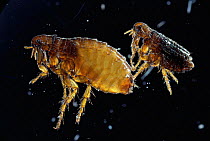 Dog fleas {Ctenocephalides canis} UK.