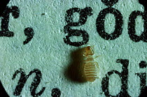 Book louse walking over book {Psocoptera sp} UK.