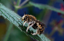 Wool carder bee {Anthidium manicatum} male waiting for female to fly past. UK.