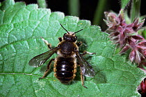 Wool carder bee {Anthidium manicatum} male waiting for female to fly past. UK.