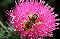 Hairy legged mining bee {Dasypoda hirtipes} male on thistle flower. UK.