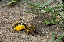 Hairy legged mining bee {Dasypoda hirtipes} female excavating sand from burrow. UK.