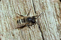 Carpenter / Mason bee {Osmia sp} on dead wood, UK.