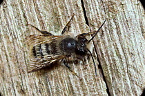 Carpenter / Mason bee {Osmia sp} on dead wood, UK.