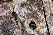 Carpenter / Mason bee {Osmia sp} male emerging from nest hole in rotten wood, UK.