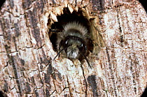 Carpenter / Mason bee {Osmia sp} male emerging from nest hole in rotten wood, UK.