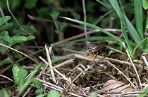 Mason bee {Osmia bicolor} female carrying dead grass to cover nest in snail shell, UK.